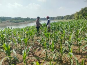 Bhabinkamtibmas Polsek Bojonegoro Kota Dampingi Petani Jagung di Semanding, Dukung Ketahanan Pangan